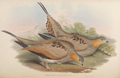 Syrrhaptes tibetanus by John Gould